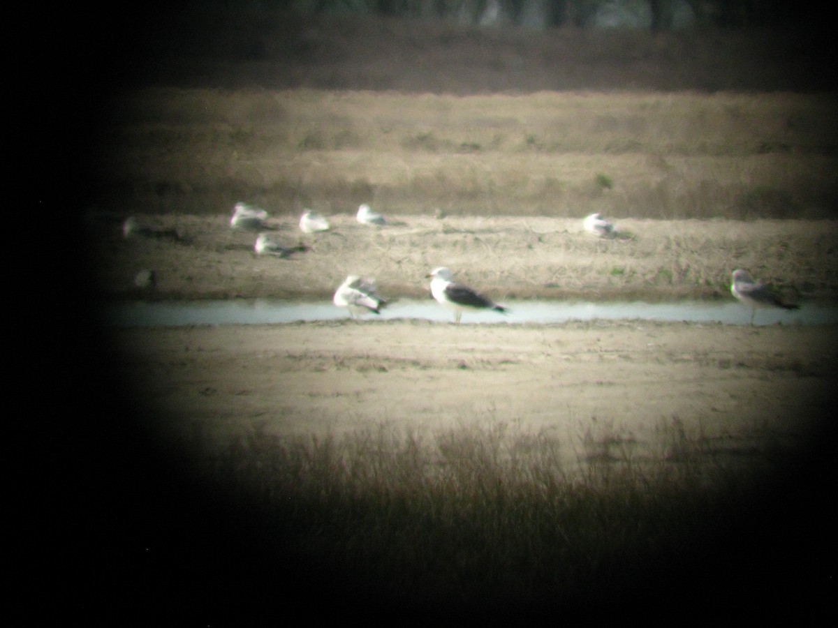 Lesser Black-backed Gull - ML137884401