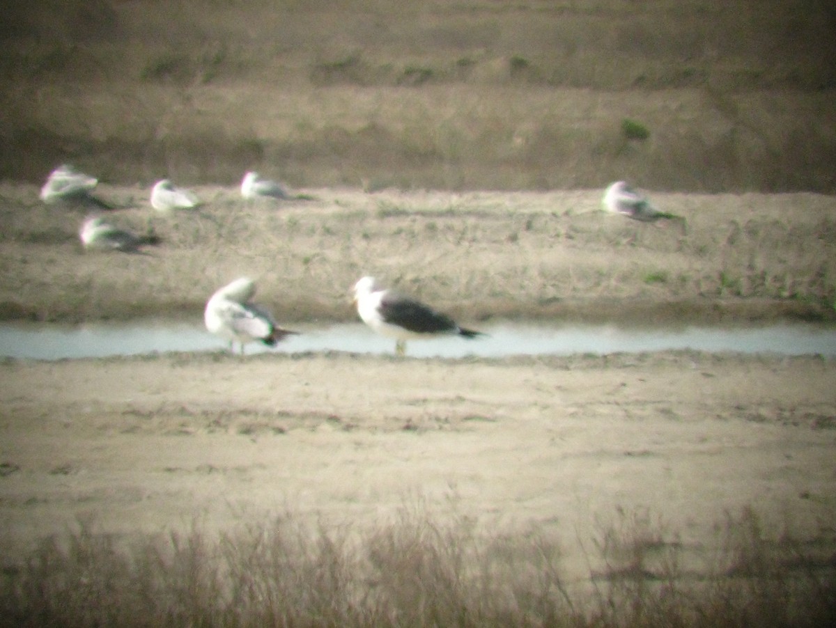 Lesser Black-backed Gull - ML137884411