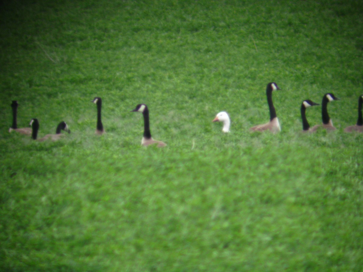 Snow Goose - Jethro Runco