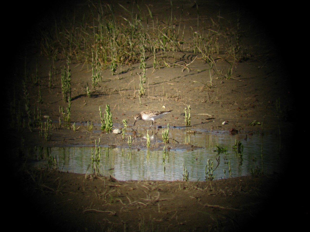 White-rumped Sandpiper - Jethro Runco