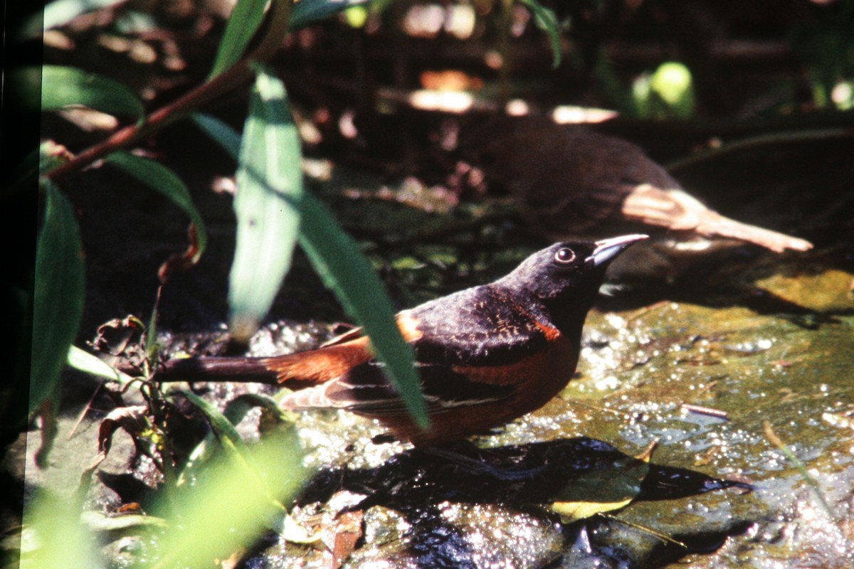 Orchard Oriole - ML137885271