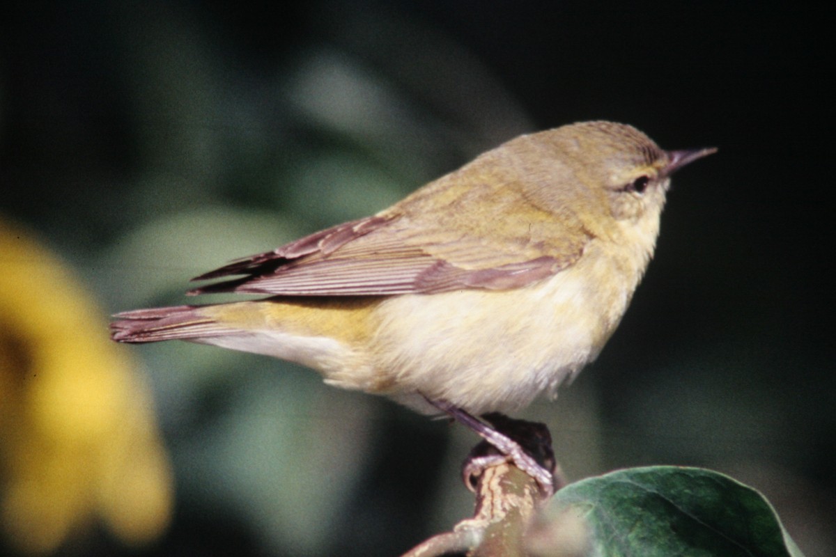 Tennessee Warbler - ML137885701