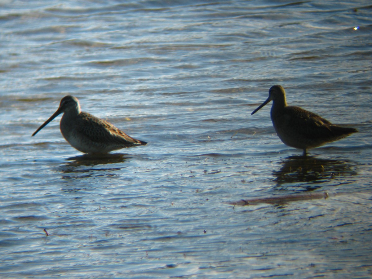 Long-billed Dowitcher - ML137885991