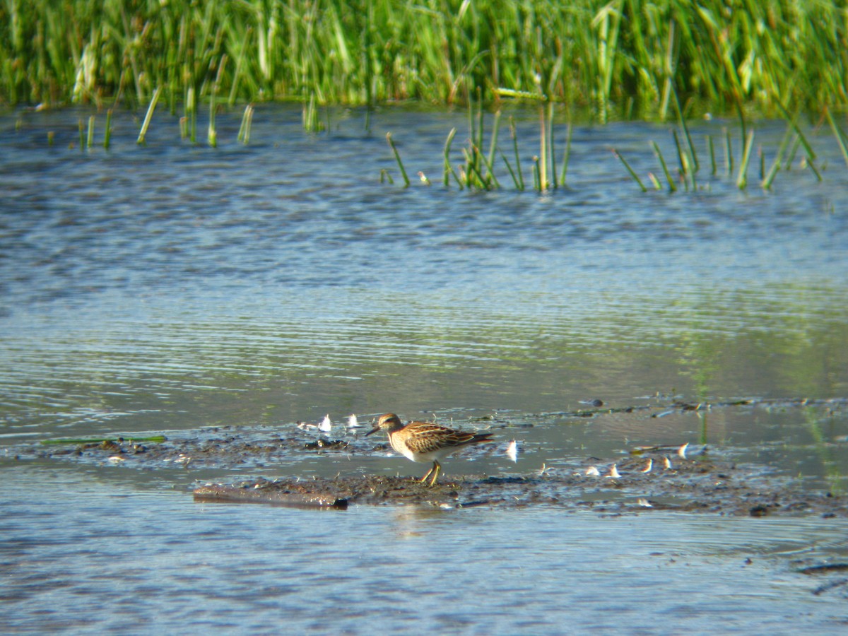 Pectoral Sandpiper - ML137886031