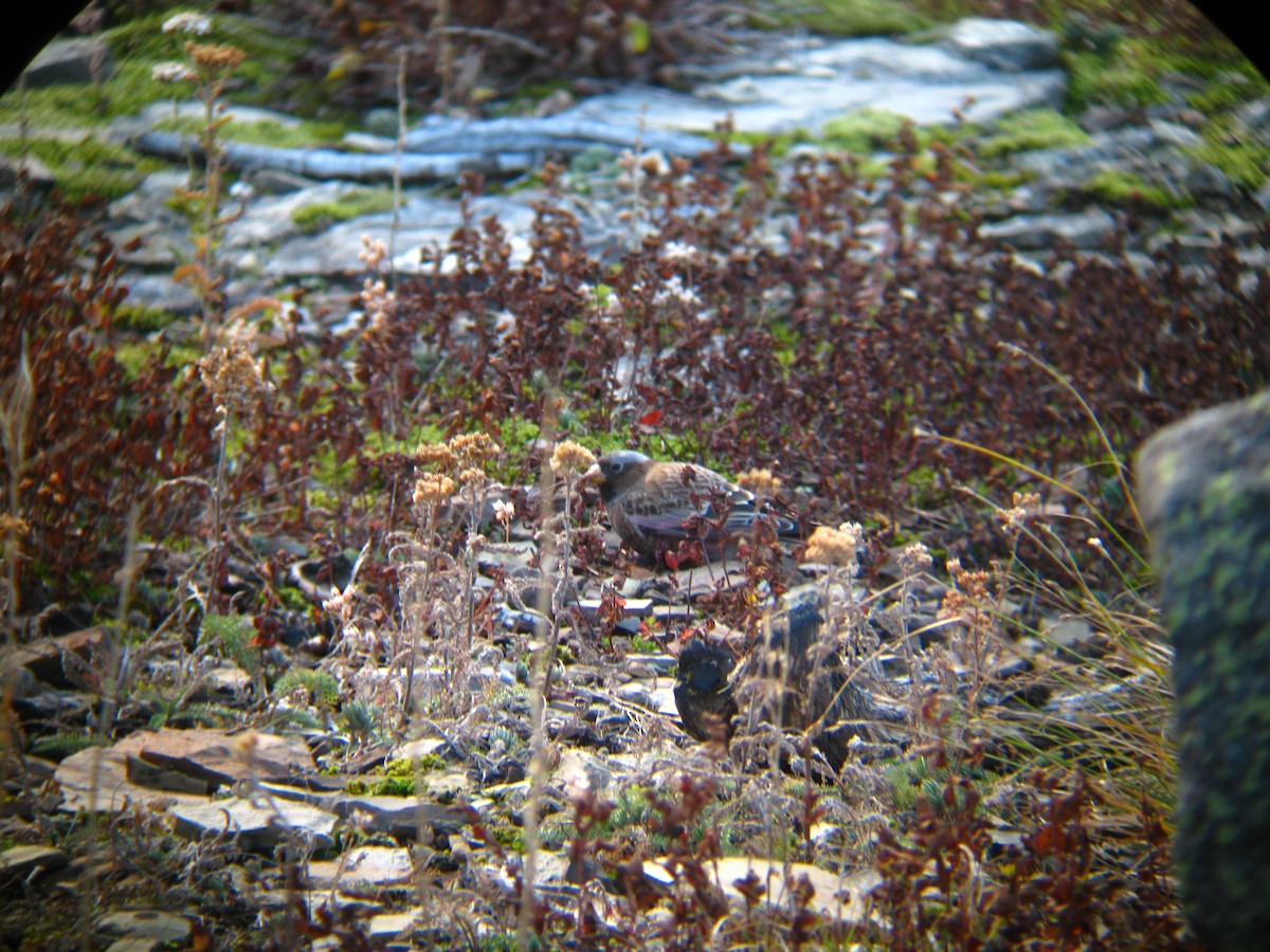 grånakkefjellfink (tephrocotis gr.) - ML137886231