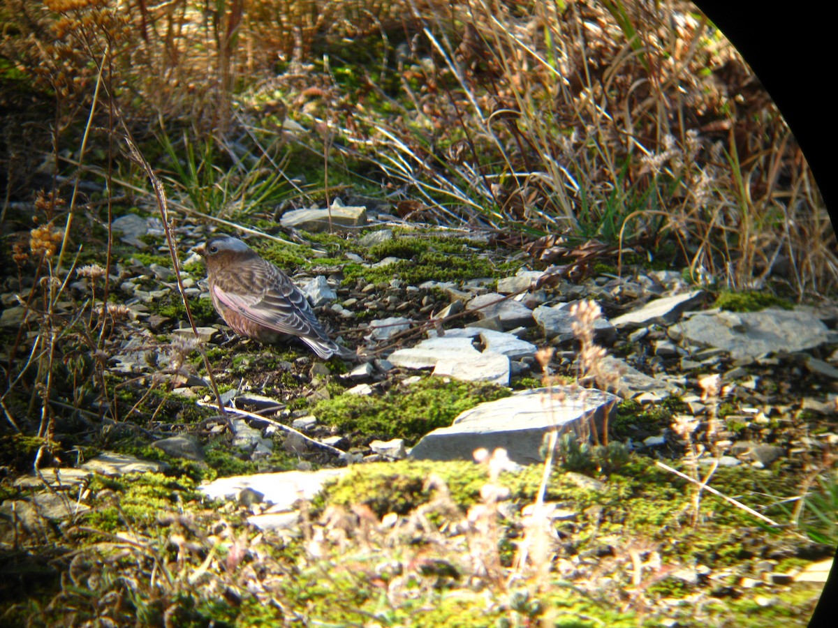 grånakkefjellfink (tephrocotis gr.) - ML137886271