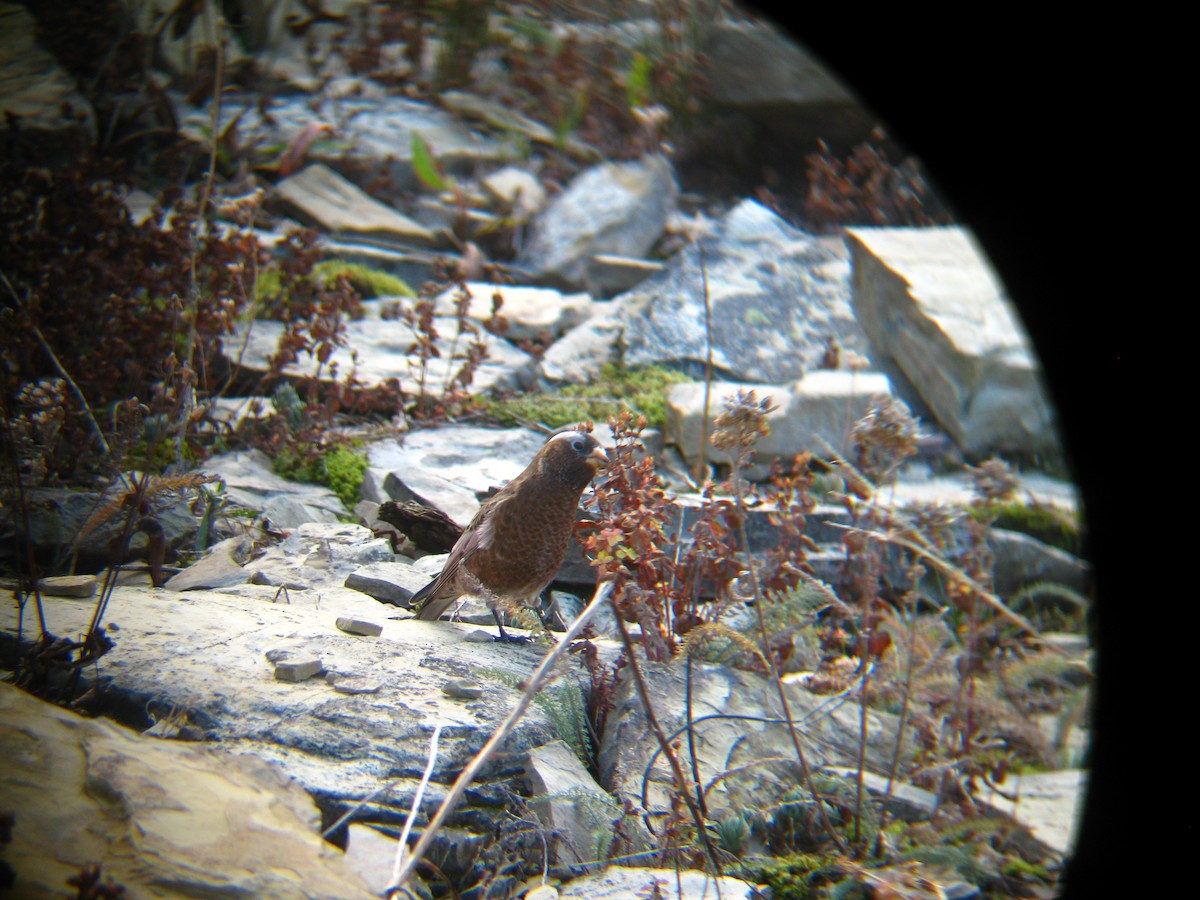 grånakkefjellfink (tephrocotis gr.) - ML137886281