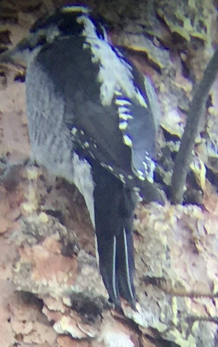 American Three-toed Woodpecker - ML137886841