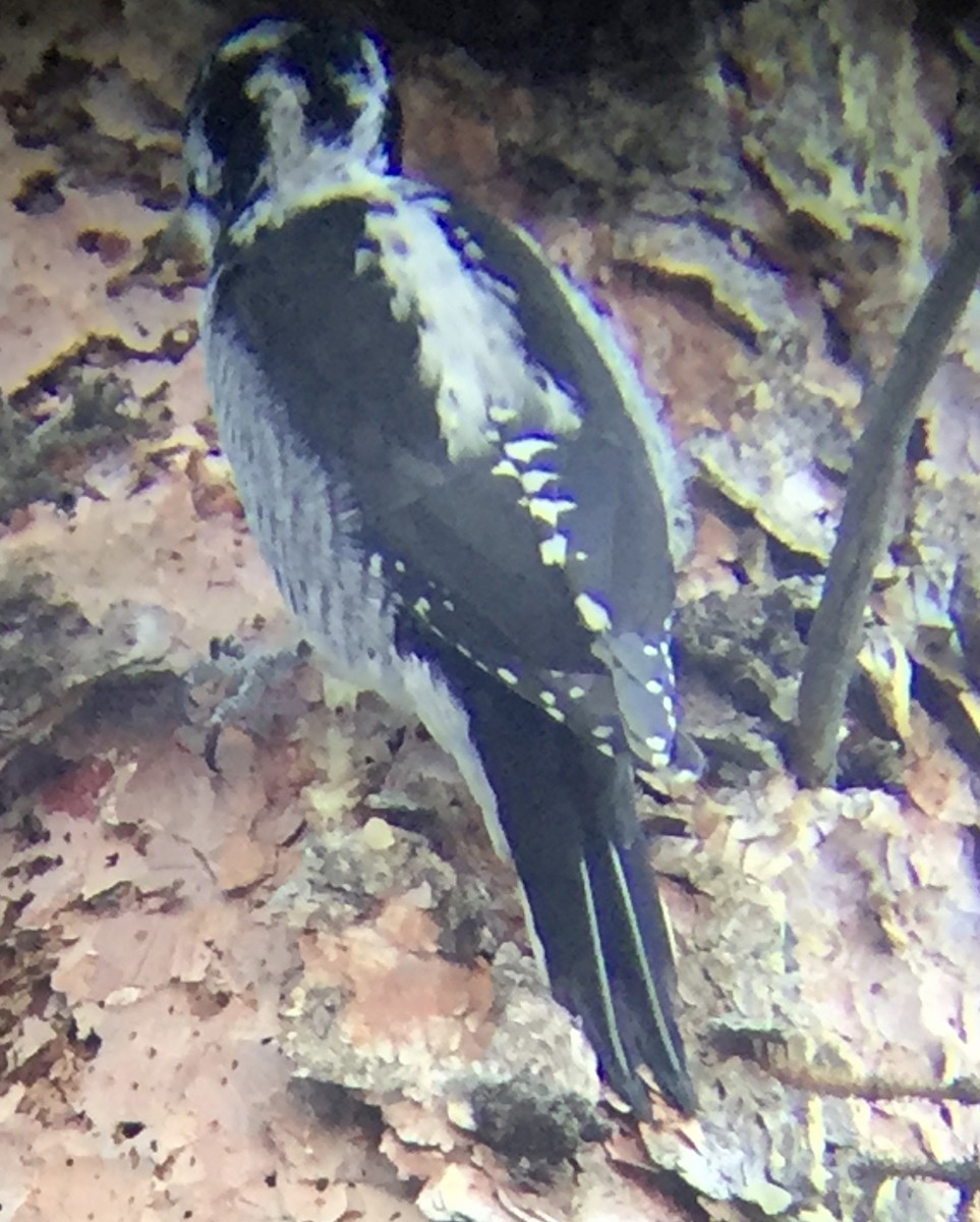 American Three-toed Woodpecker - ML137886851