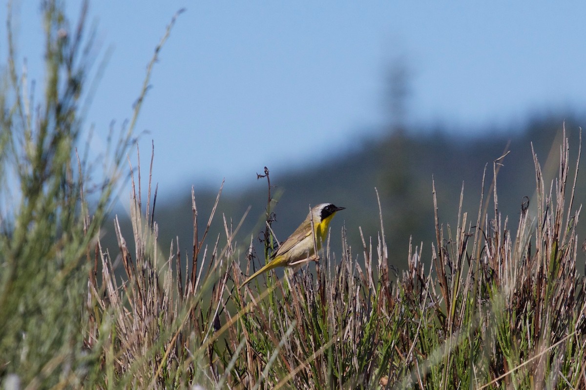 Weidengelbkehlchen - ML137887571