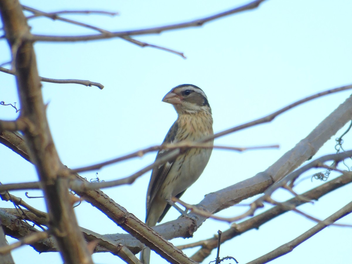 Rose-breasted Grosbeak - Anthony Hernandez