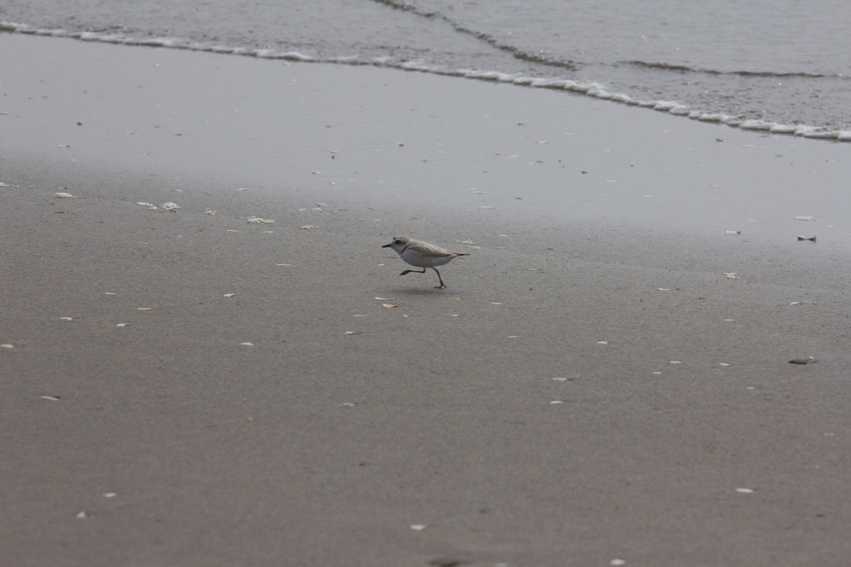 Snowy Plover - ML137888111