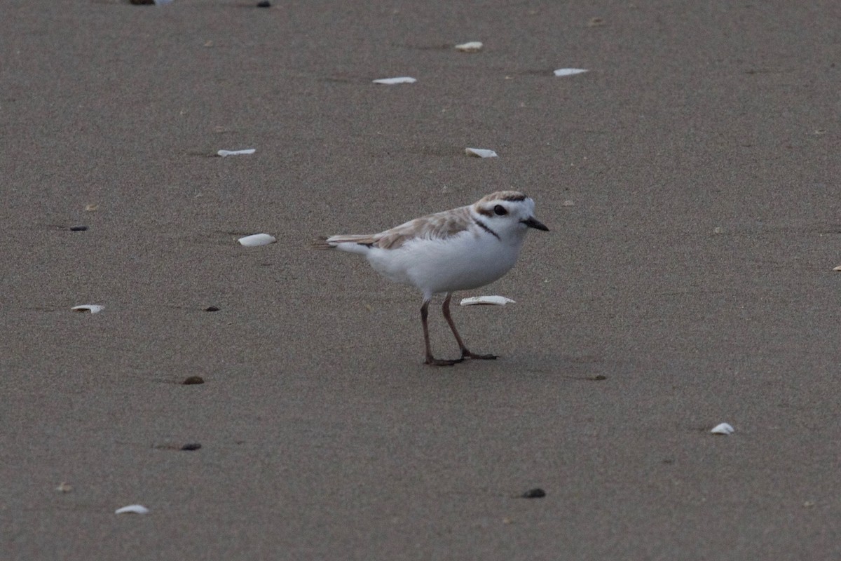 Snowy Plover - ML137888221