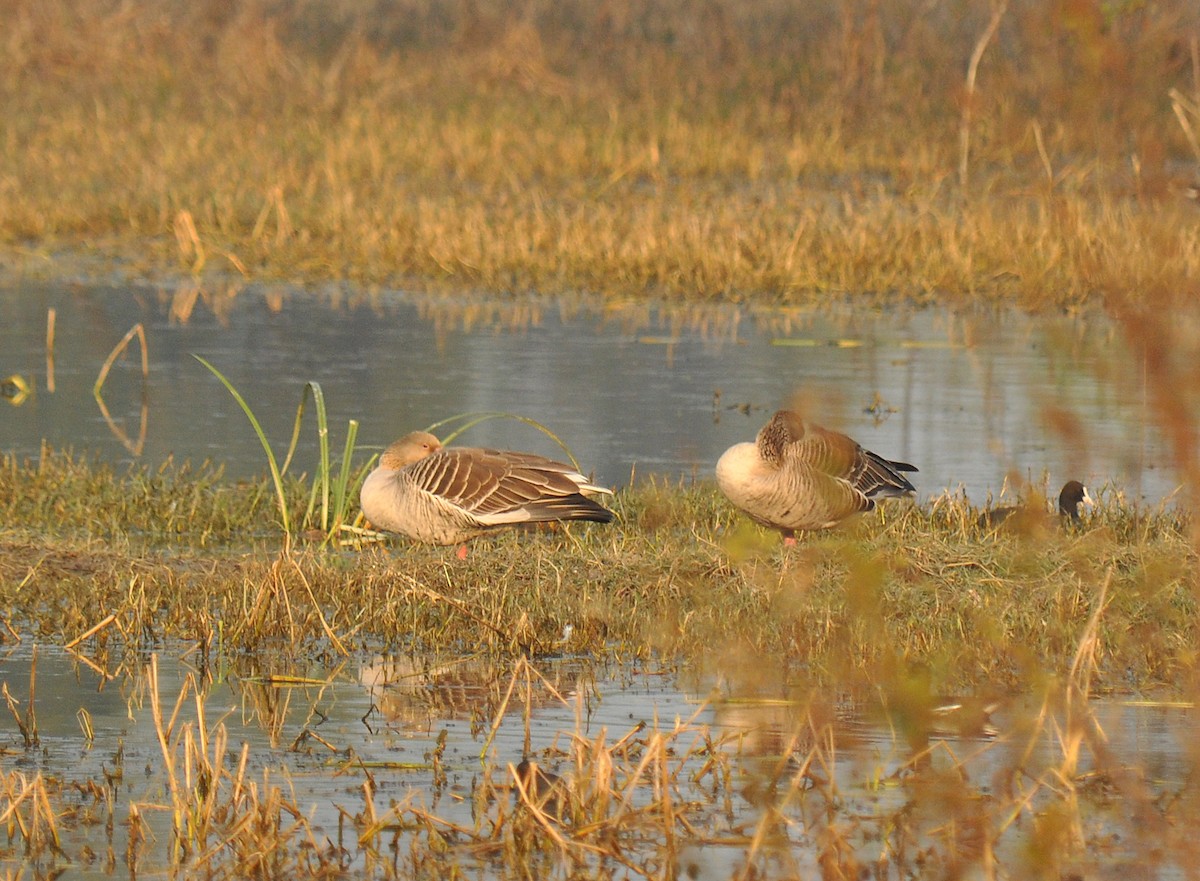 Graylag Goose - Ryan O'Donnell