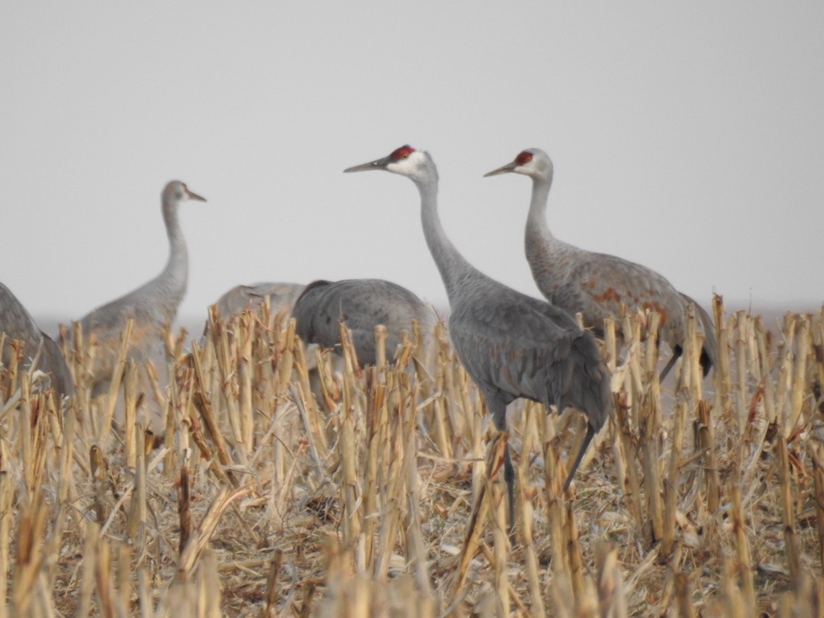 Sandhill Crane - ML137890161