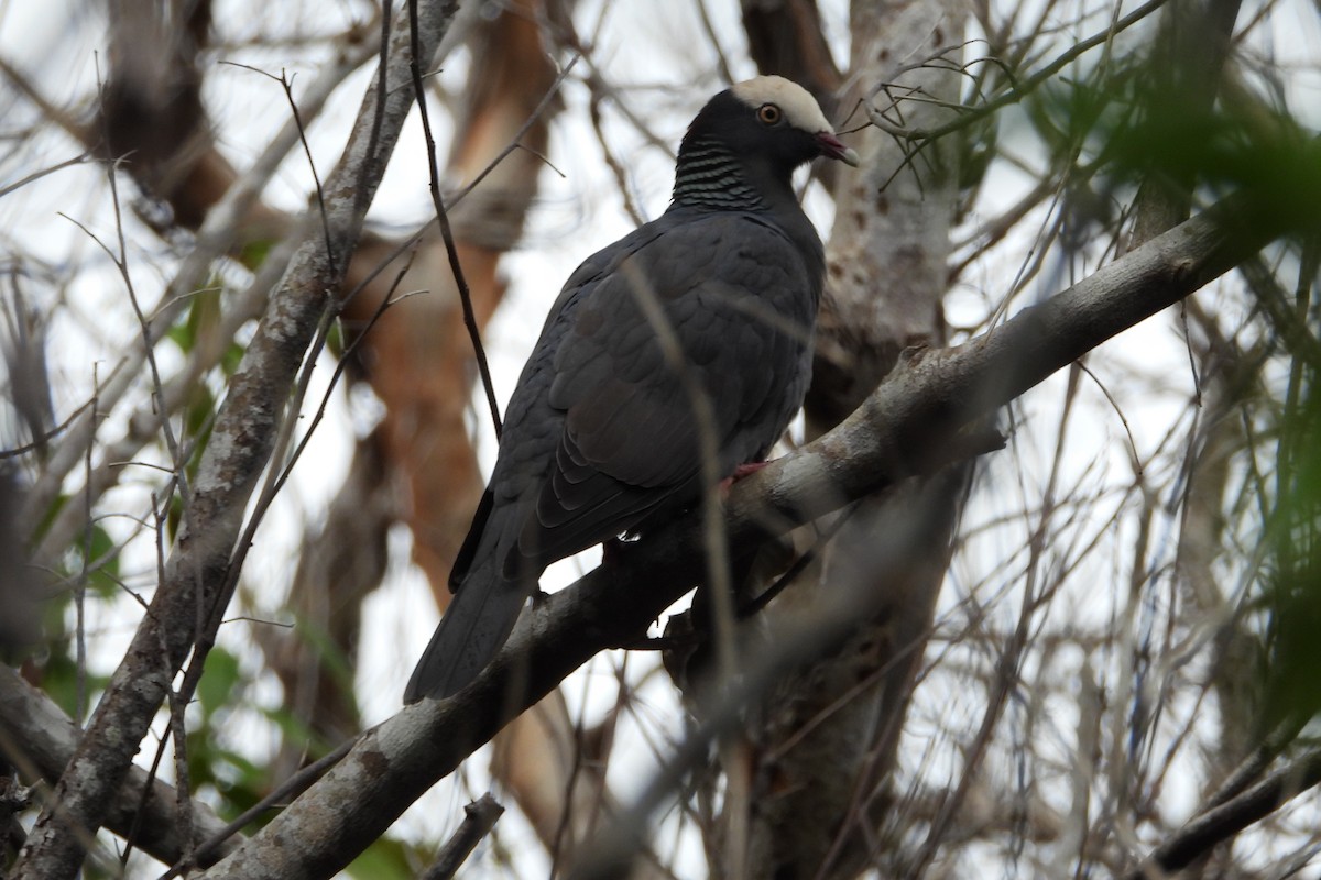 Pigeon à couronne blanche - ML137891501