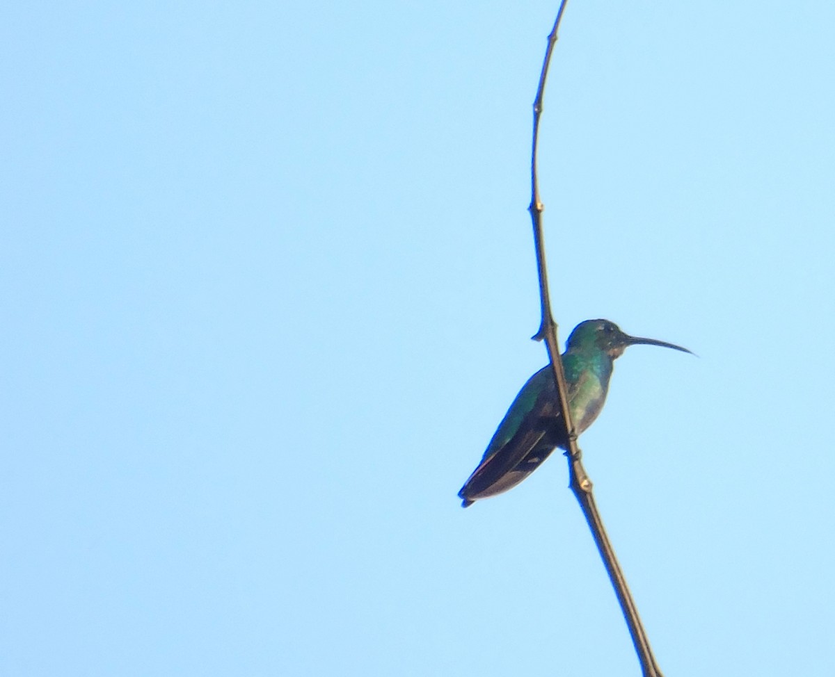 Green-breasted Mango - ML137891711