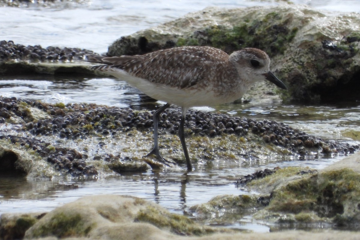 Black-bellied Plover - ML137891961