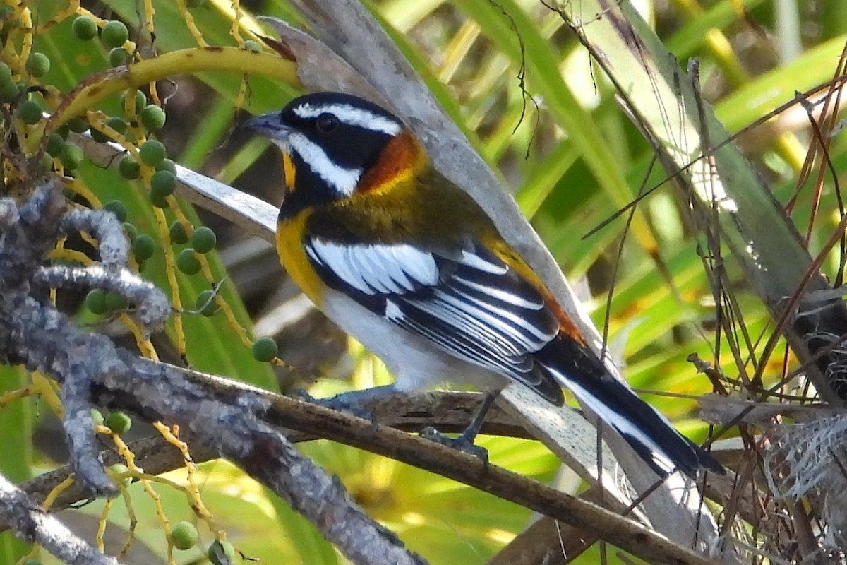 Western Spindalis (Bahamas Green-backed) - ML137892021