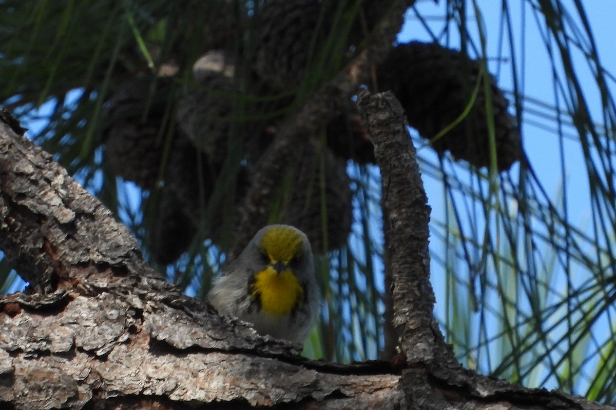 Olive-capped Warbler - ML137892371