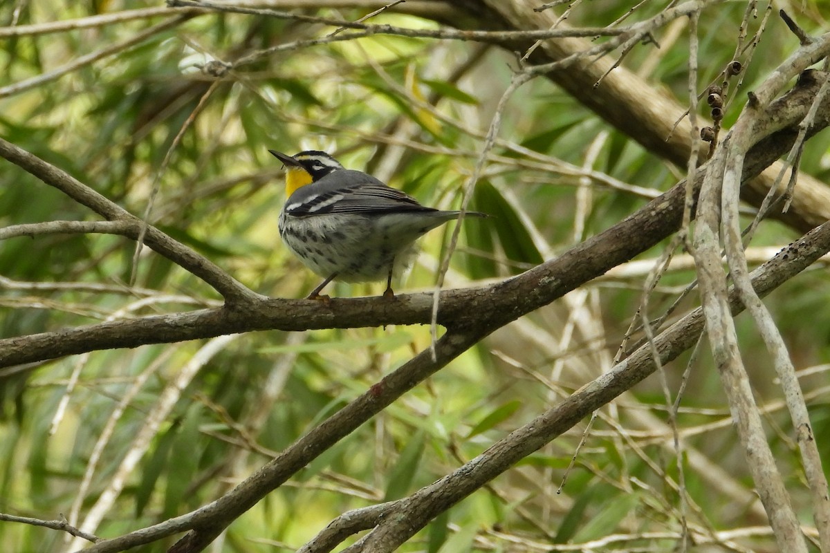 Goldkehl-Waldsänger - ML137892491