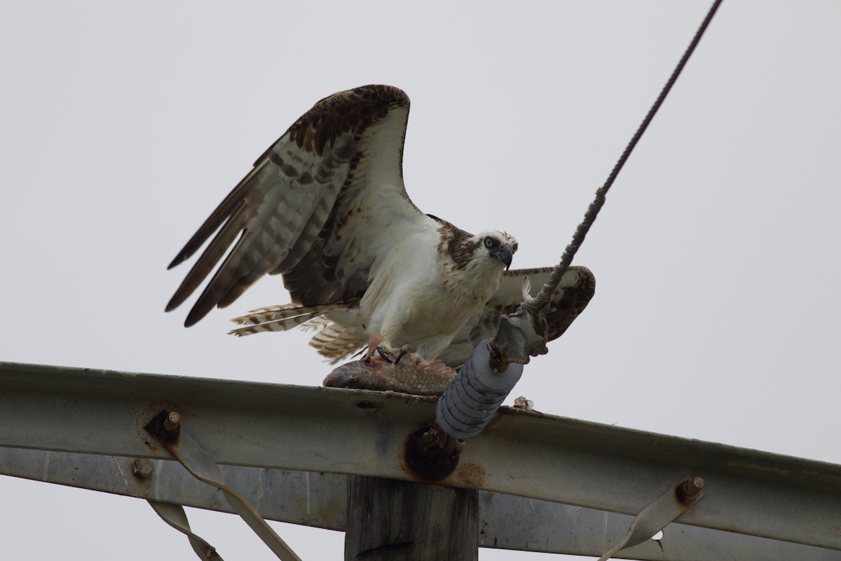 Balık Kartalı (carolinensis) - ML137893971