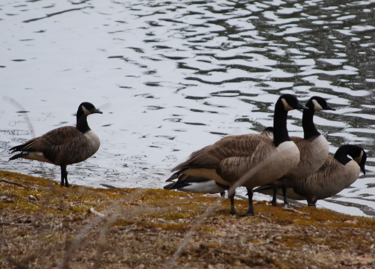 Canada Goose - Brian Raicich