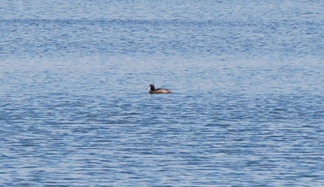 Greater Scaup - ML137894881