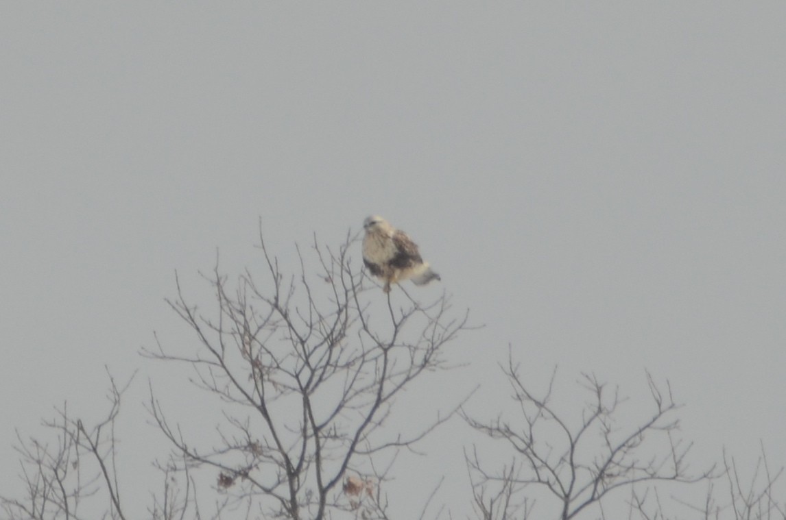 Тарлан сар - ML137896601