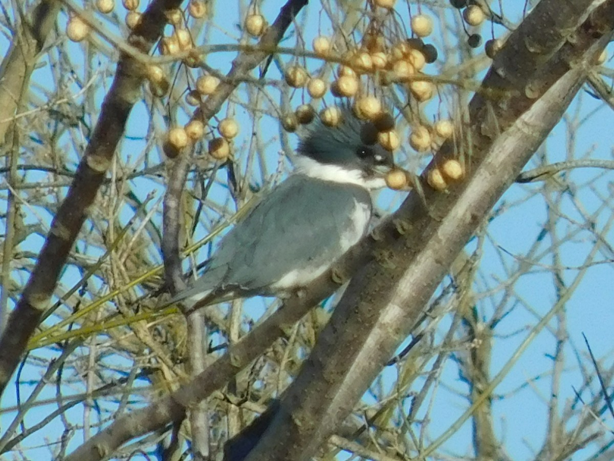 Belted Kingfisher - ML137898201