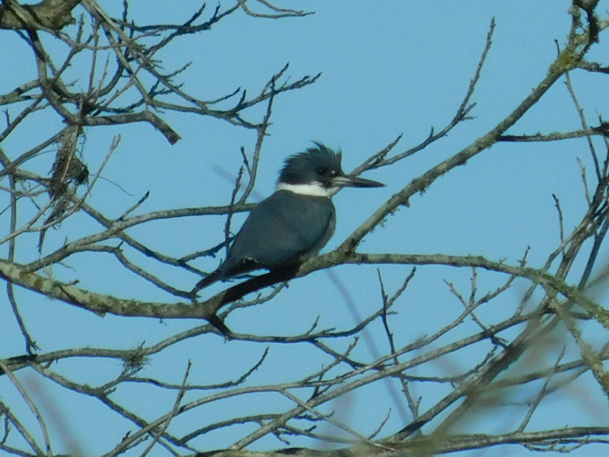 Belted Kingfisher - ML137898231