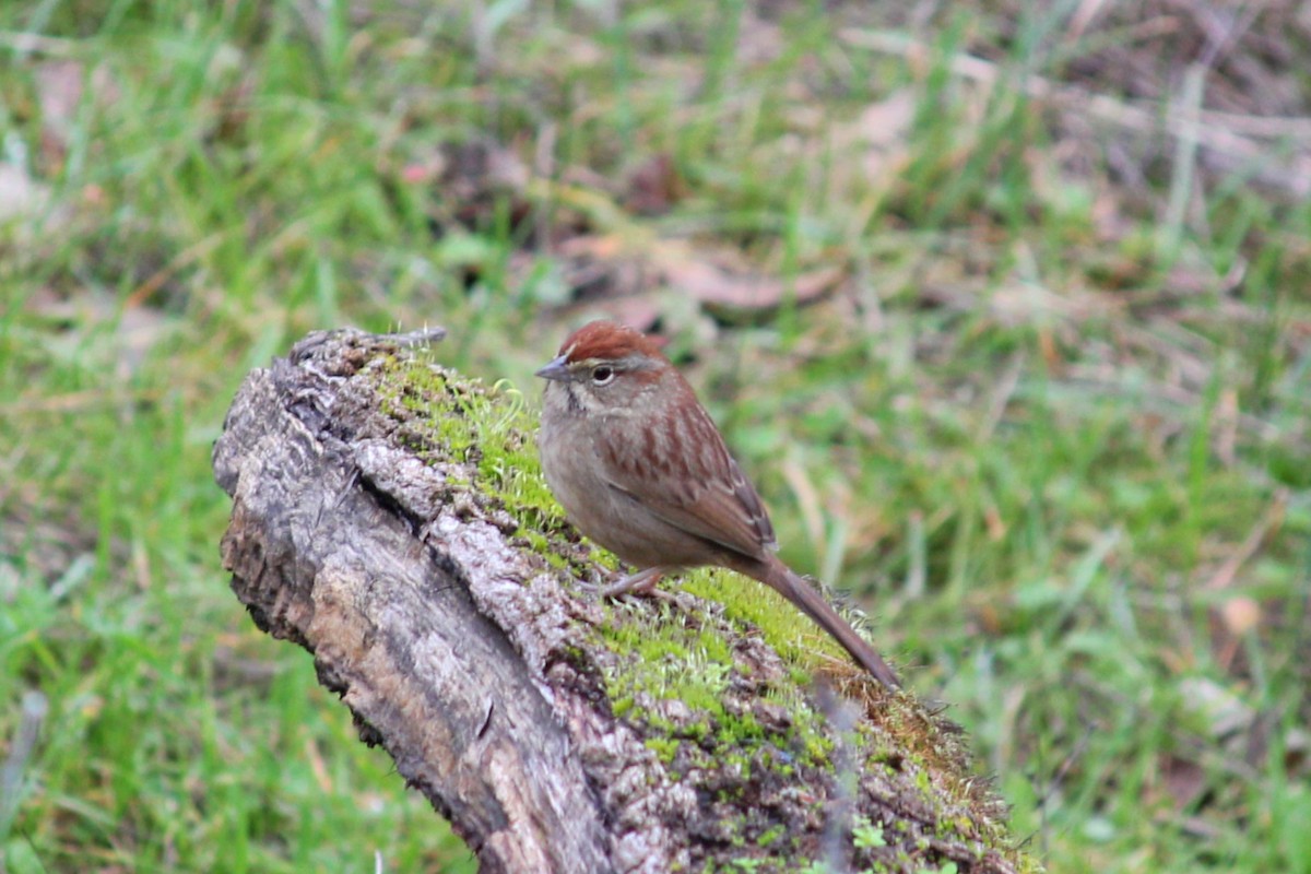 Rufous-crowned Sparrow - ML137902141