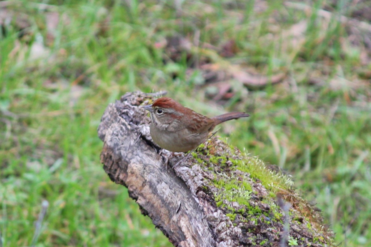 Rufous-crowned Sparrow - ML137902181