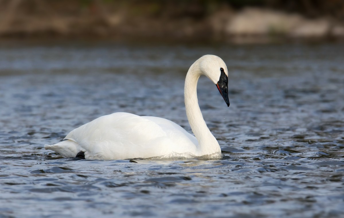 Trumpeter Swan - ML137903641