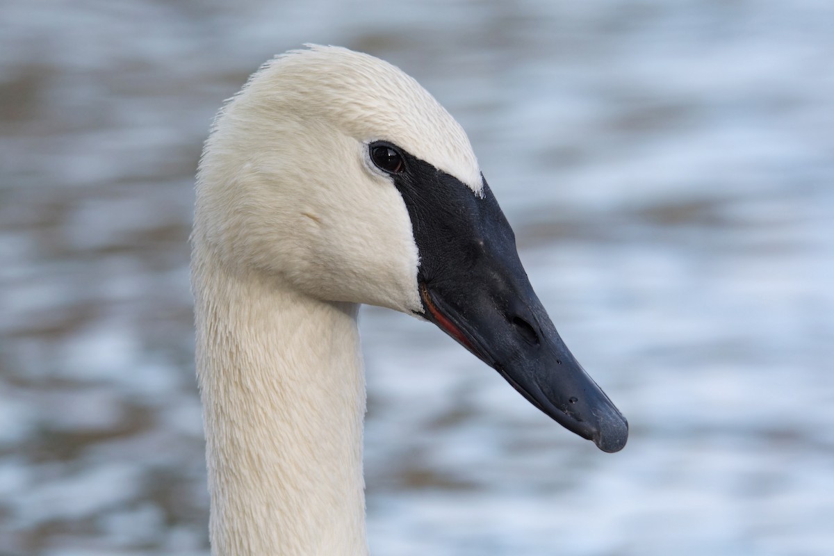 Trumpeter Swan - ML137903651