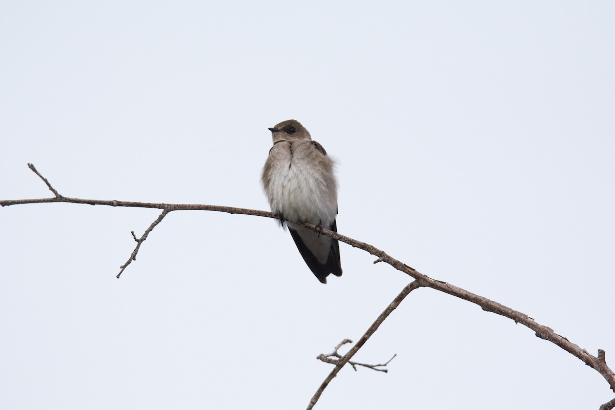 Hirondelle à ailes hérissées - ML137903791