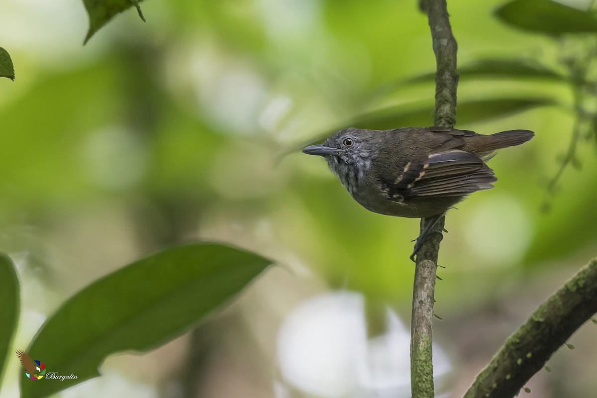 Checker-throated Stipplethroat - Fernando Burgalin Sequeria