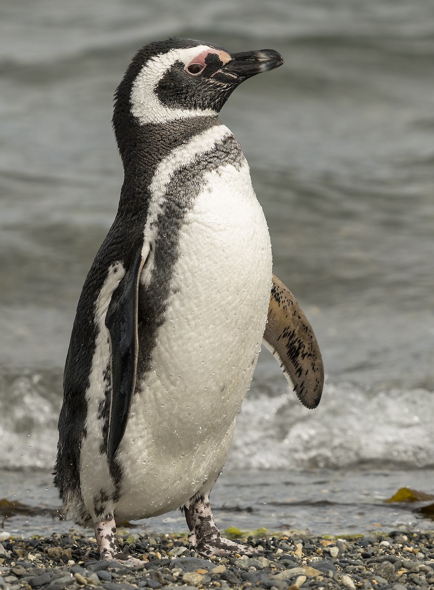 Pingüino Magallánico - ML137904391