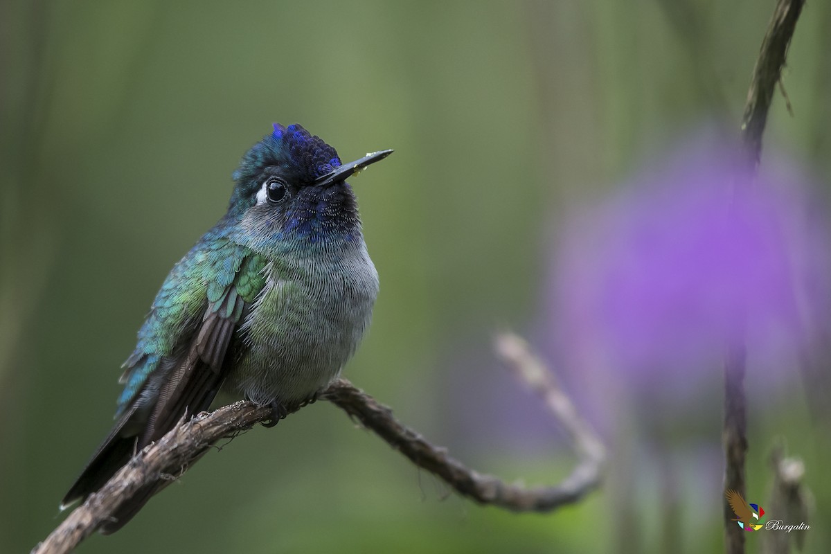 Colibri à tête violette - ML137904691