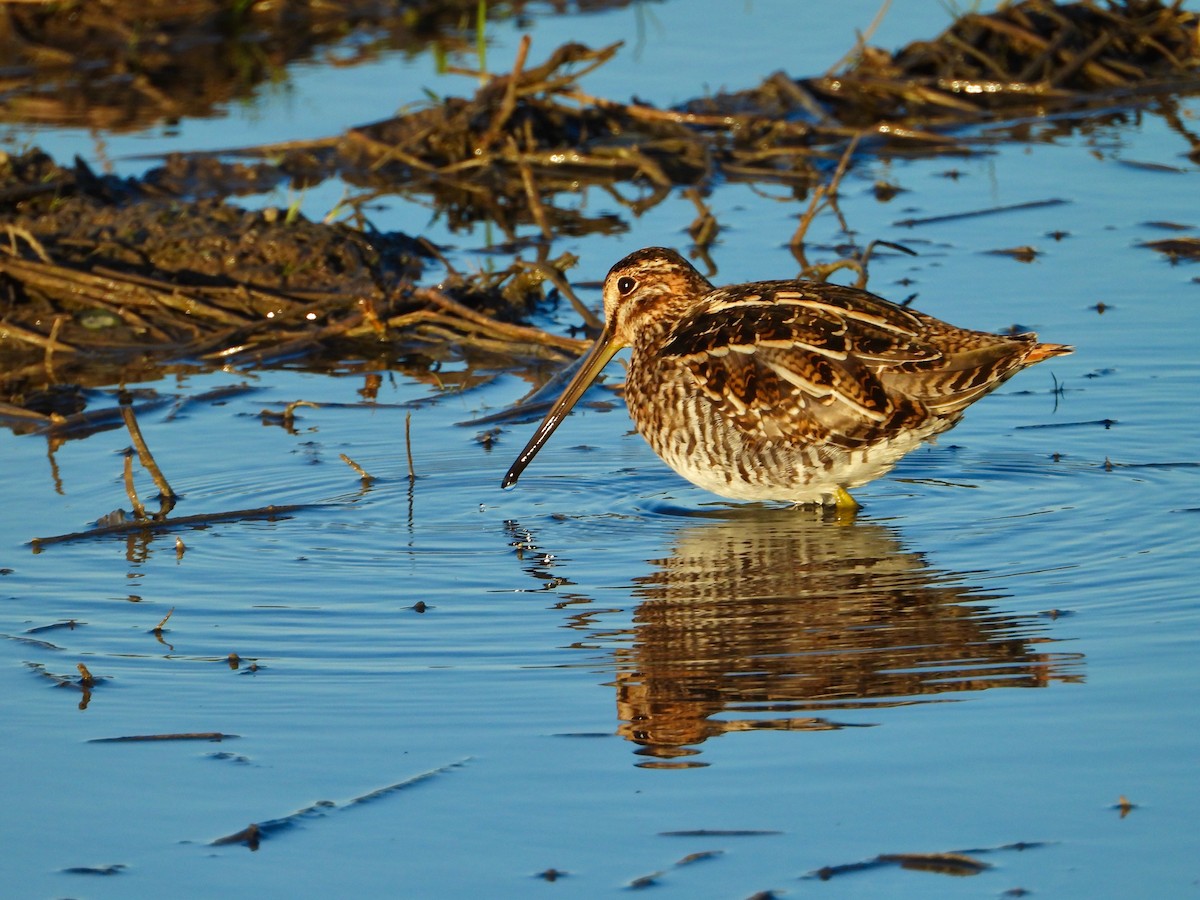 Wilson's Snipe - ML137904791