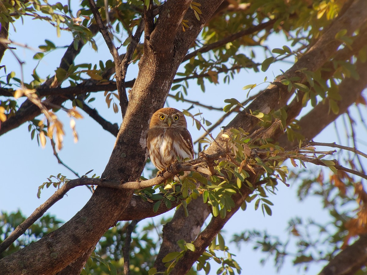 Ferruginous Pygmy-Owl - ML137904961