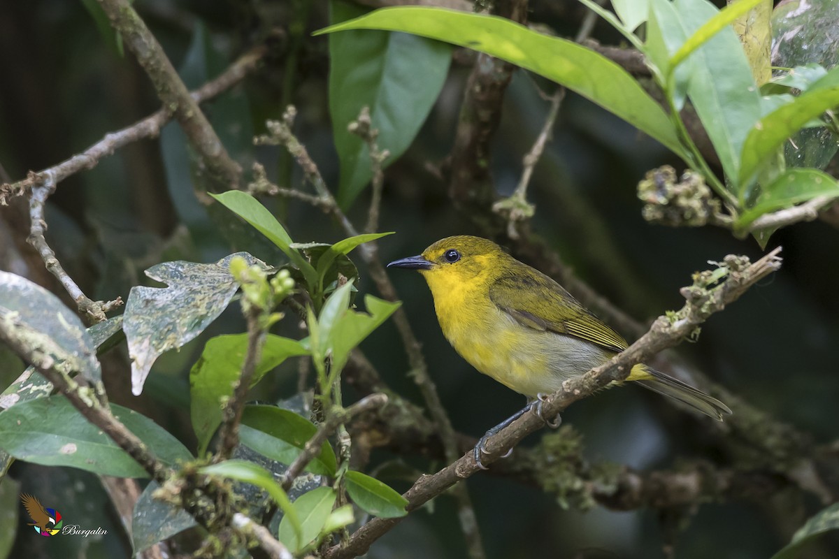 Black-and-yellow Tanager - fernando Burgalin Sequeria