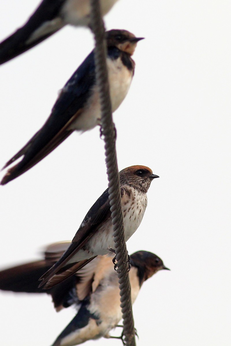 Streak-throated Swallow - ML137905441