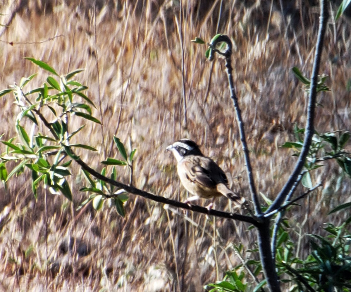 Stripe-headed Sparrow - Mackenzie Goldthwait