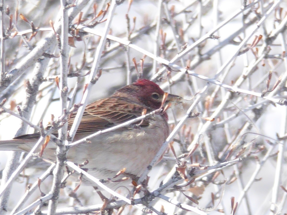 Cassin's Finch - Gerald "Jerry" Baines