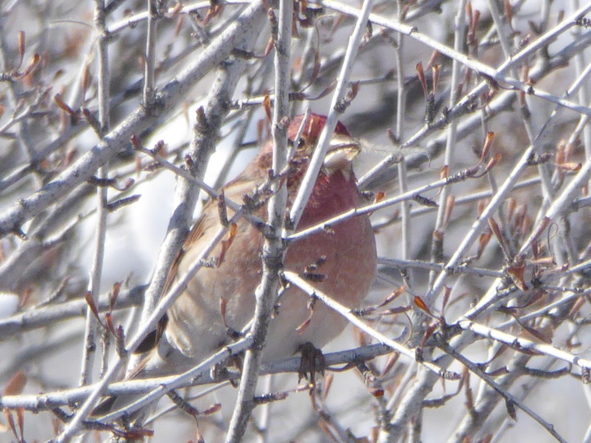 Cassin's Finch - ML137906011