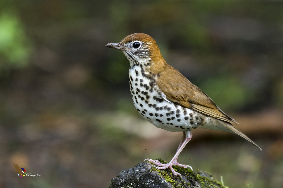 Wood Thrush - Fernando Burgalin Sequeria
