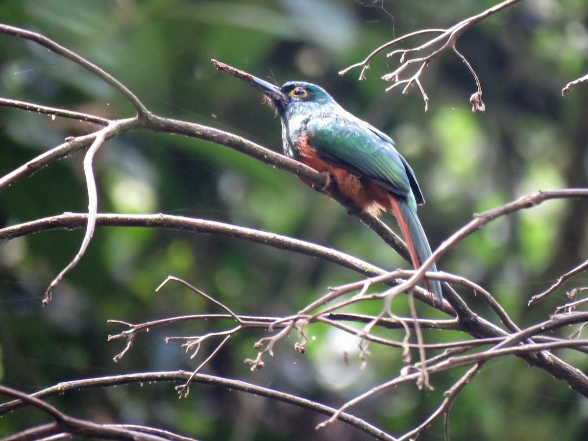 Coppery-chested Jacamar - ML137906101