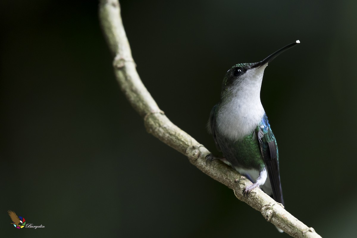 kolibřík vidloocasý - ML137906921