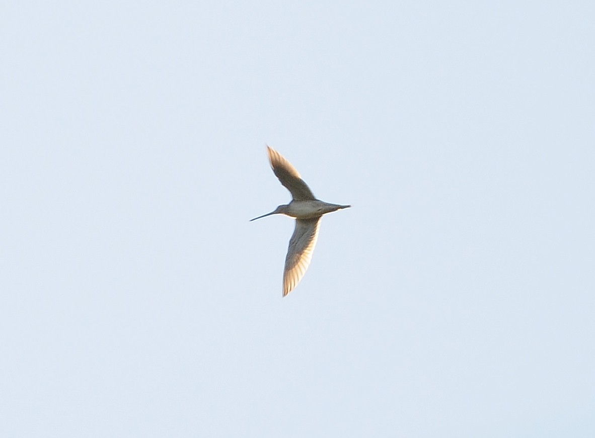 Long-billed Dowitcher - ML137908051